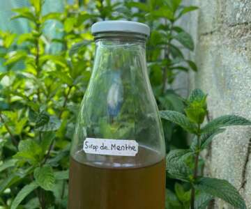 recette-sirop-de-menthe-sans-sucre
