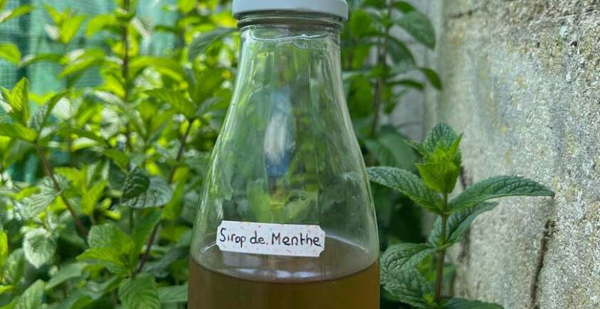 recette-sirop-de-menthe-sans-sucre