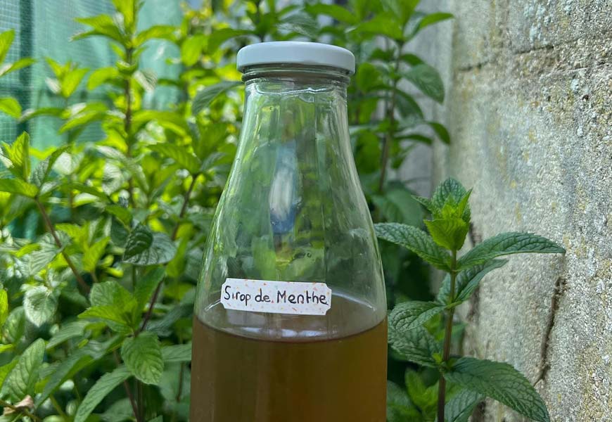 recette-sirop-de-menthe-sans-sucre